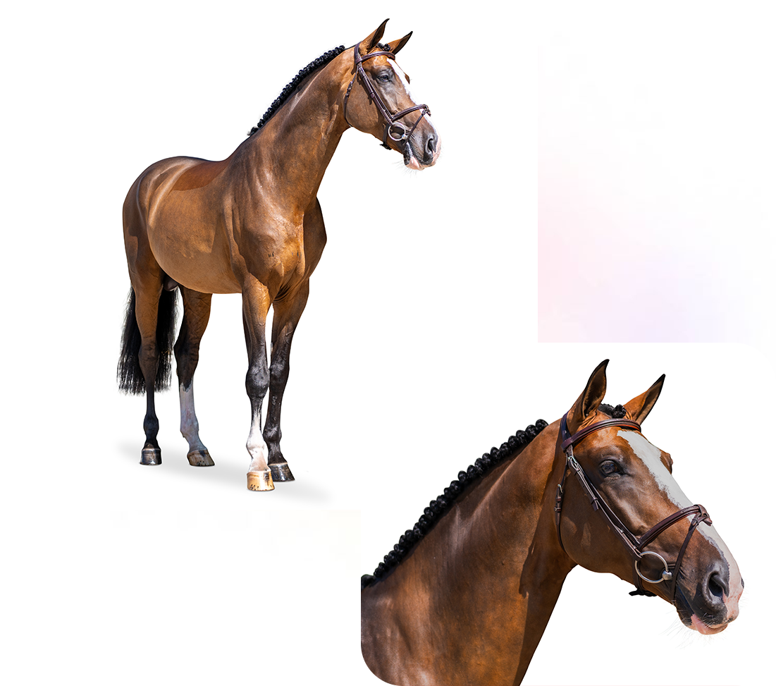 Exclusive Horse Banner